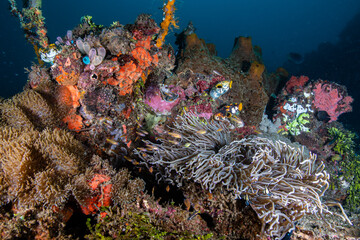 Wide angle view of a diverse coral reef pinnacle showcasing a large cluster of sea anemones at Lembeh Strait © Sergio Llaguno