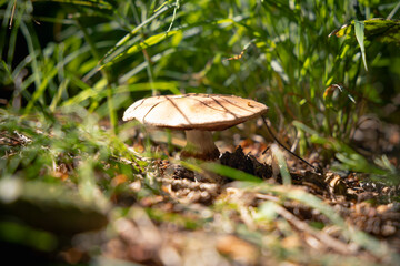 Speisepilz © Fabian Ibelherr