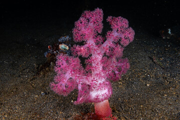 Pink soft tree coral colony expanding from a dark volcanic sandbed at Lembeh Strait © Sergio Llaguno