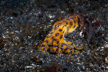 Greater blue-ringed octopus stretching forward across a coarse volcanic sand seabed at Lembeh Strait © Sergio Llaguno