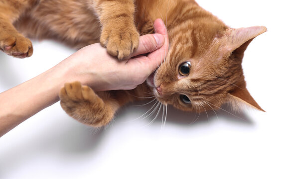 Ginger cat lovingly bites its owner's hand on a white background