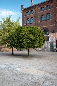 Wroclaw, Poland - July 15, 2026: Mature clipped trees stand in the cobbled courtyard against the red brick industrial buildings of Browar Mieszczanski.