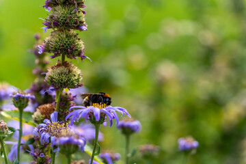 Bee collecting nectar from purple flowers in a garden during spring © funkenzauber