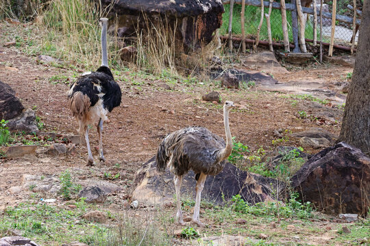 A male and female Common Ostrich pair together walking on the ground in a safari enclosure