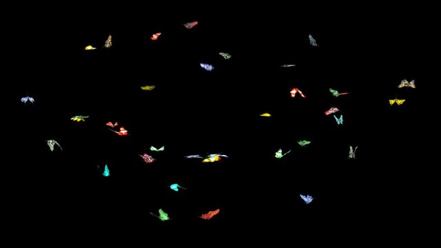 Beautiful Colored Butterflies Flying in the frame. Seamless loop with Alpha Channel.