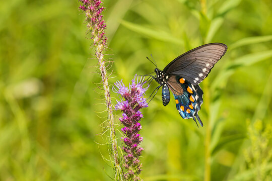 03004-02616 Pipevine Swallowtail (Battus philenor) on Prairie Blazing Star (Liatris pycnostachya) Effingham Co. IL