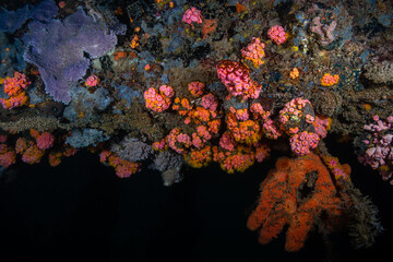 Orange cup corals encrusting a shaded reef structure alongside a purple sponge and an orange elephant ear sponge at Lembeh Strait © Sergio Llaguno
