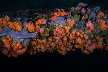Orange cup corals encrusting a shaded reef structure alongside a purple sponge at Lembeh Strait © Sergio Llaguno