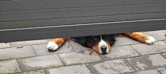 Berner Sennenhund guckt unter Tor durch © Guido Miller