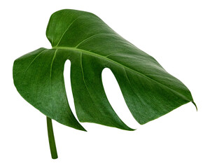 Monstera tropical leaf png sticker, botanical, transparent background © Rawpixel.com