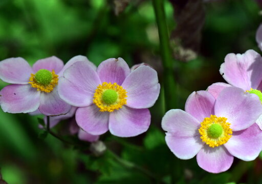 Nahaufnahme von rosa Herbstanemonen