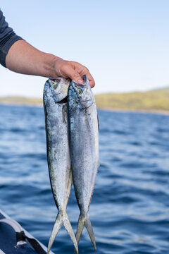 Fisherman Holding Two Mahi Mahi on Boat with Coastline in Background