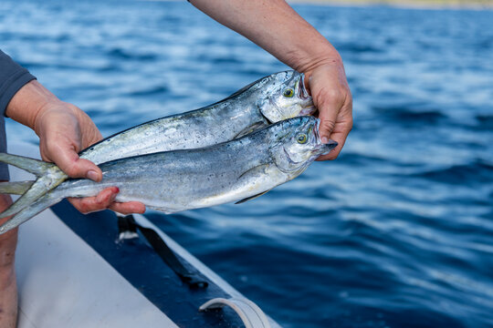 Fisherman Holding Two Mahi Mahi on a Fishing Boat at Sea