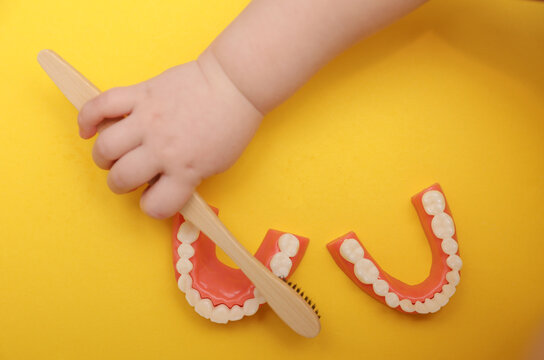 Teaching oral care from childhood. Children's hands brush model of human jaw on yellow background