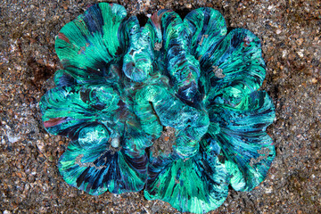 Wide angle view of a metallic green open brain coral resting on a volcanic sandbed at Lembeh Strait © Sergio Llaguno