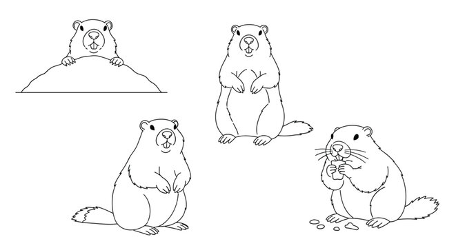 Line art illustrations of marmots in various poses including peeking out of a hole, standing, and eating food.