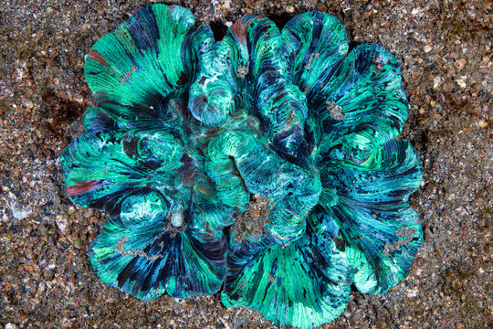 Wide angle view of a metallic green open brain coral resting on a volcanic sandbed at Lembeh Strait