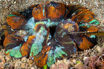 Wide angle view of a rainbow open brain coral resting on a volcanic sandbed at Lembeh Strait © Sergio Llaguno