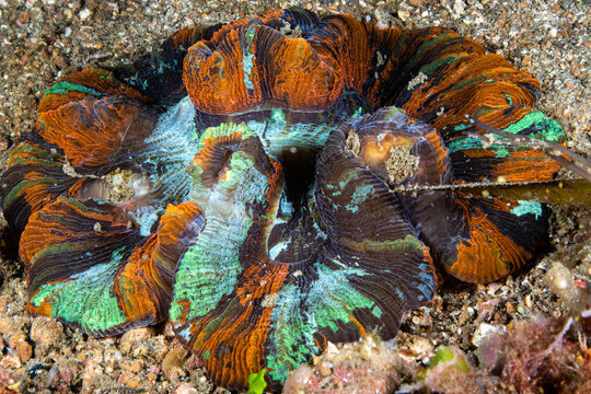 Wide angle view of a rainbow open brain coral resting on a volcanic sandbed at Lembeh Strait