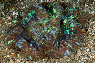 Wide angle view of an open brain coral resting on a volcanic sandbed at Lembeh Strait © Sergio Llaguno