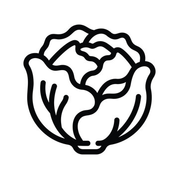 Cabbage head line icon design for healthy diet and farm food.