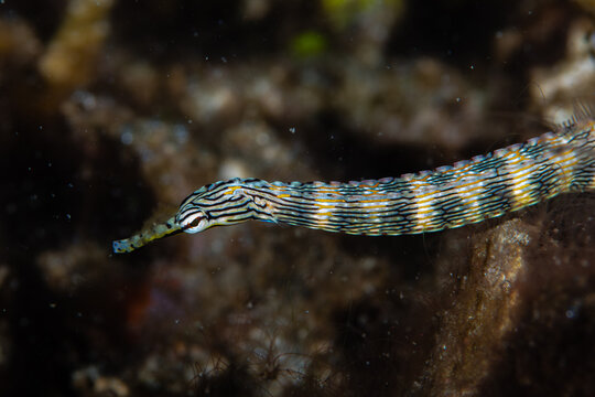 Schulz's pipefish hovering close to a dark volcanic reef structure at Lembeh Strait