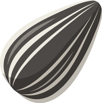Sunflower seed vector illustration detailed black and white striped seed grain icon for healthy snack and agriculture food industry graphic design