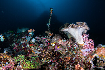 Wide angle view of a massive mushroom leather coral on a thriving reef slope at Lembeh Strait © Sergio Llaguno
