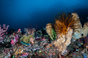 Feather star crinoids perched across a diverse marine reef slope at Lembeh Strait © Sergio Llaguno
