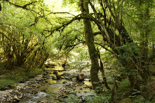 For&ecirc;t et rivi&egrave;re l'Arros dans la for&ecirc;t de la Gourgue d'Asque dite "la petite amazonie" en vall&eacute;e des Baronnies, Hautes-Pyr&eacute;n&eacute;es, France