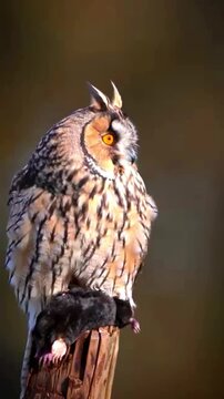 Long-eared owl perched on a wooden post holding a mole in its talons