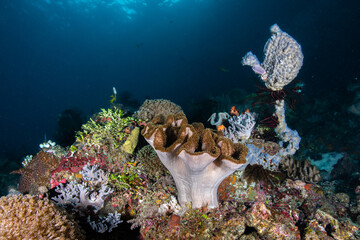 Wide angle view of a massive mushroom leather coral on a thriving marine reef slope at Lembeh Strait © Sergio Llaguno
