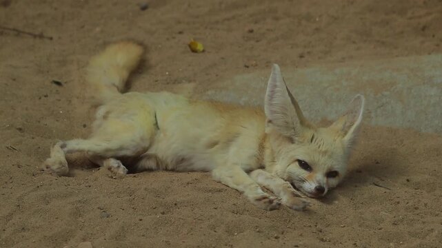 Fennec Fox Resting on Sandy Ground