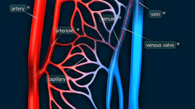 Blood flowing through arteries, veins and capillaries to transport oxygen and nutrients throughout the body.