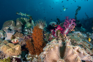 Intricate marine ecosystem showcasing a folded soft coral colony alongside branching purple trees underwater © Sergio Llaguno