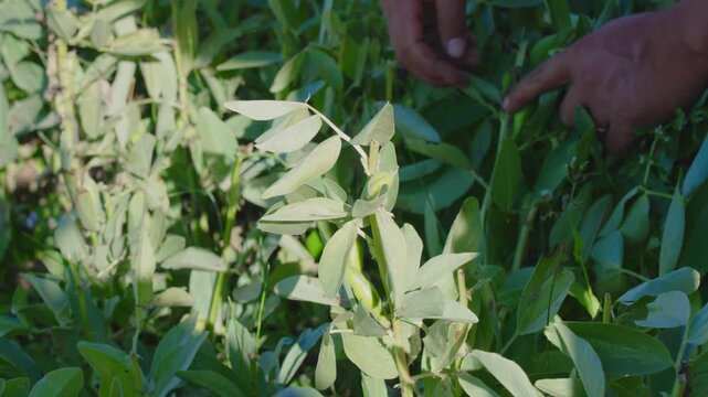Hand Harvesting Fresh Fava Beans from a Green Garden Plant