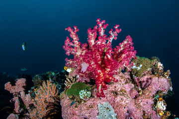 Vibrant pink soft coral tree growing on a diverse volcanic reef slope at Lembeh Strait © Sergio Llaguno