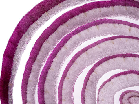 Close up view of natural circular layers of a red onion