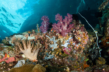 Wide angle view of vibrant purple and pink soft coral trees growing on a volcanic reef ledge at Lembeh Strait © Sergio Llaguno