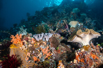Wide angle view of a thriving soft coral reef community displaying large leather corals at Lembeh Strait © Sergio Llaguno