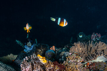Pair of Clark's anemonefish swimming above a diverse coral reef at Lembeh Strait © Sergio Llaguno