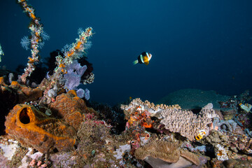 Clark's anemonefish hovering above a diverse marine coral reef at Lembeh Strait © Sergio Llaguno