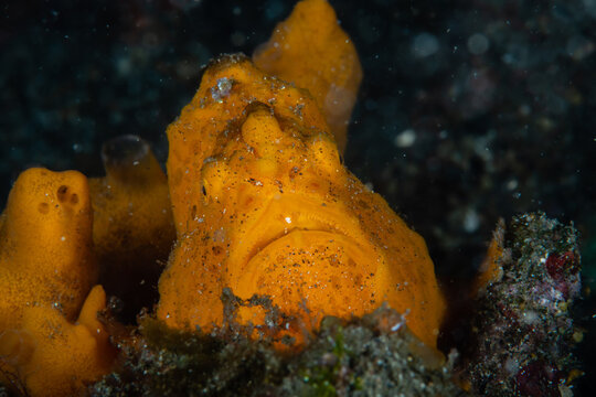 Painted frogfish perching along an orange tube sponge structure on a volcanic sand seabed at Lembeh Strait