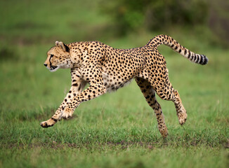 Cheetah running across the grasslands of Masai Mara, Kenya © lucaar