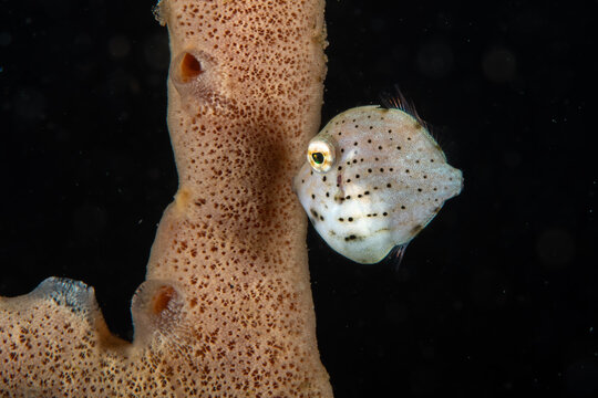 Taylor's inflator filefish swimming alongside a vertical tube sponge structure at Lembeh Strait