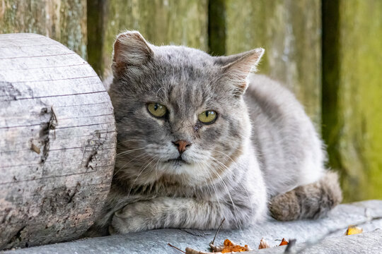 Stray grey cat with torn ear sitting on logs near a wooden fence