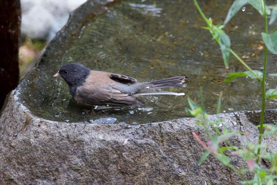 Dark-eyed junco bathing in a stone birdbath