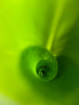 la beaut&eacute; de la nature, feuille