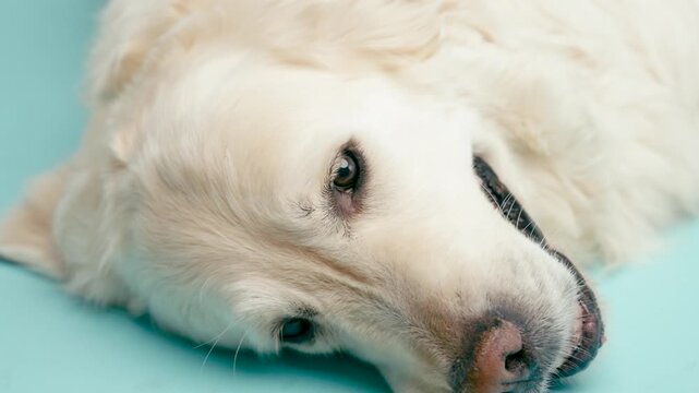 Close up of an old and adorable golden retriever looking at the camera. The purebred dog is calmly resting on a turquoise background