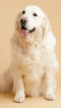 Portrait of an adorable senior golden retriever with fluffy white fur. The happy and loyal purebred dog is sitting and panting happily. Vertical